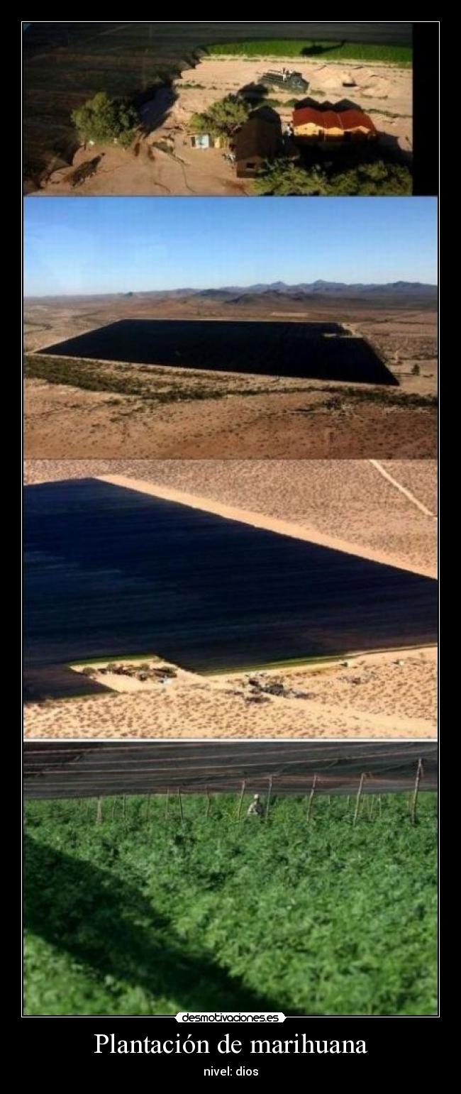 Plantación de marihuana - nivel: dios