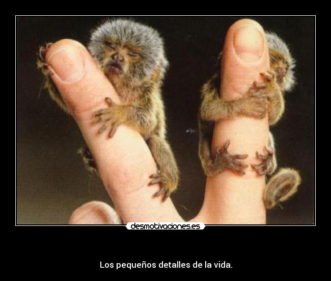   - Los pequeños detalles de la vida.