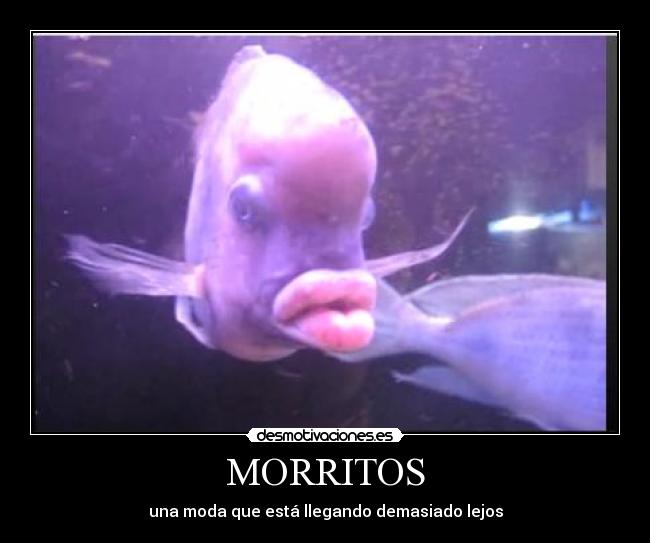 MORRITOS -