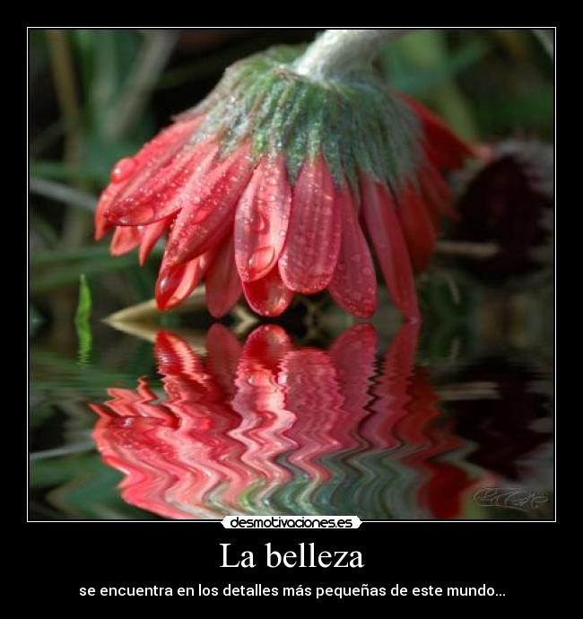 La belleza -