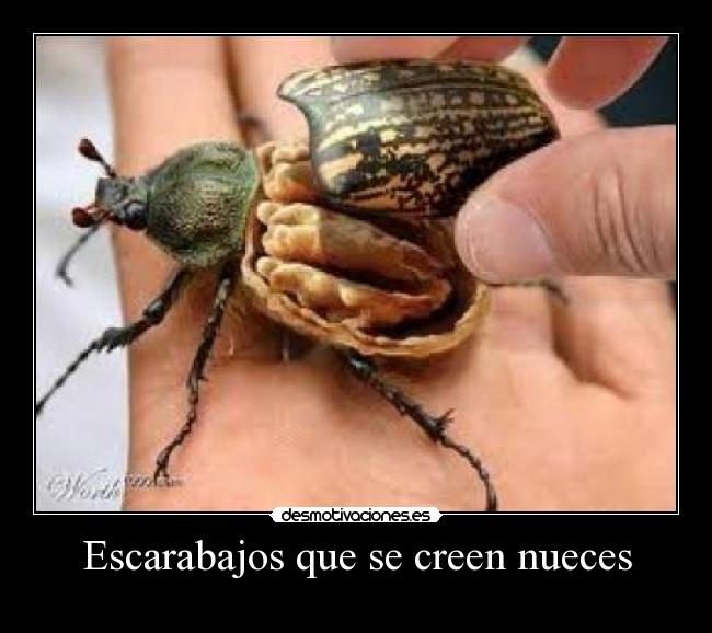 Escarabajos que se creen nueces - 