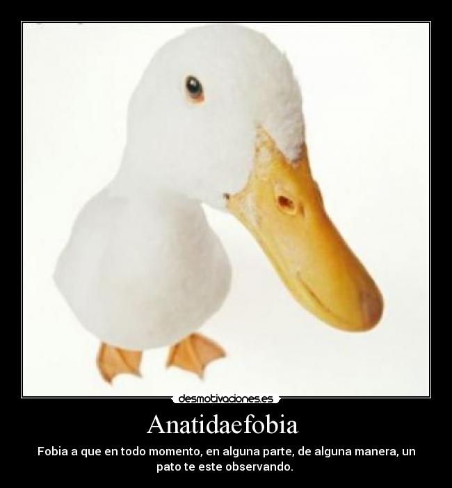Anatidaefobia - Fobia a que en todo momento, en alguna parte, de alguna manera, un
pato te este observando.