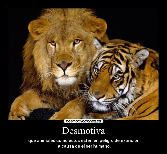 carteles leon tigre humano peligro extincion desmotivaciones