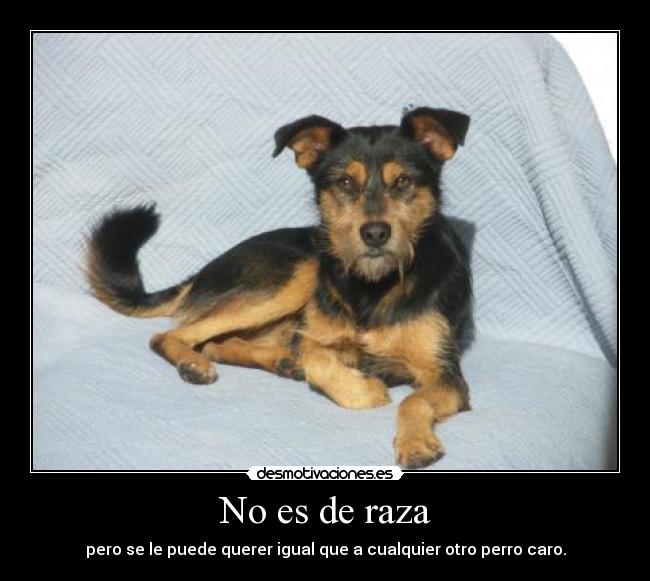 No es de raza - 