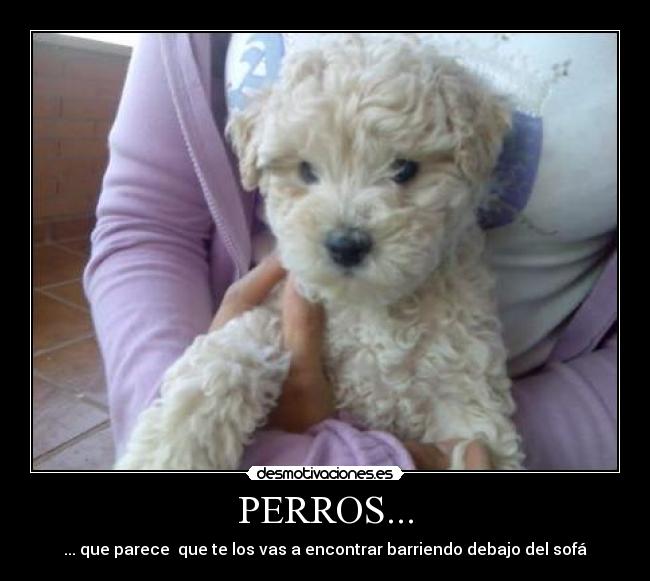 PERROS... -