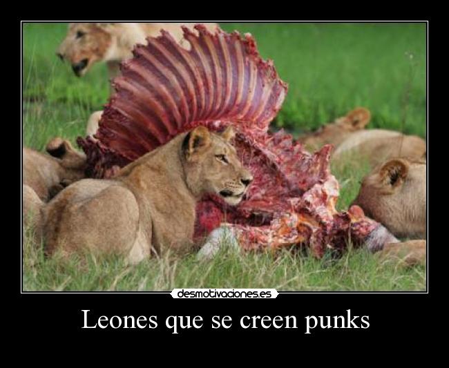 carteles leones punks desmotivaciones