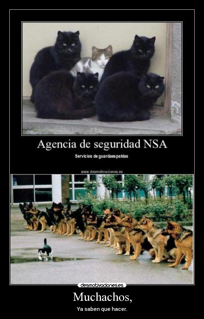 Muchachos, - Ya saben que hacer.