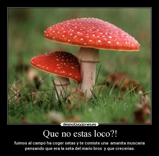 Que no estas loco?! -
