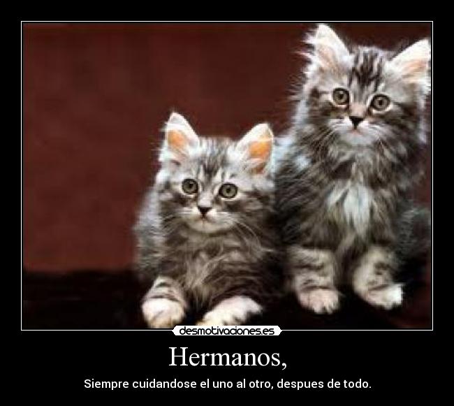 carteles hermanos amor cuidado gatos desmotivaciones