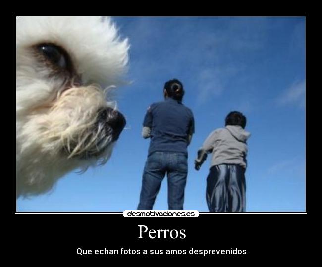 Perros -