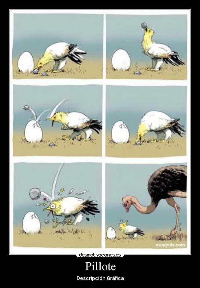 Pillote - Descripción Gráfica