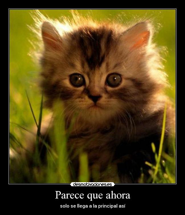 Parece que ahora - solo se llega a la principal así