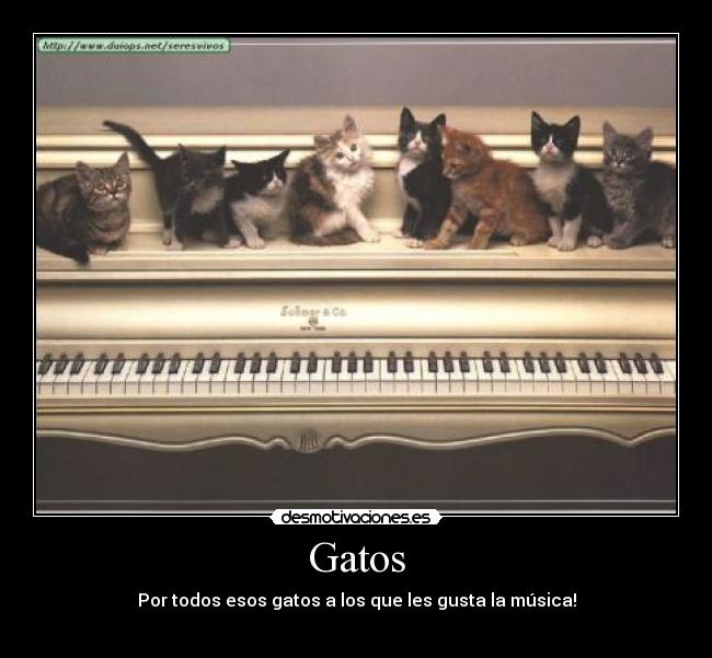 Gatos - 