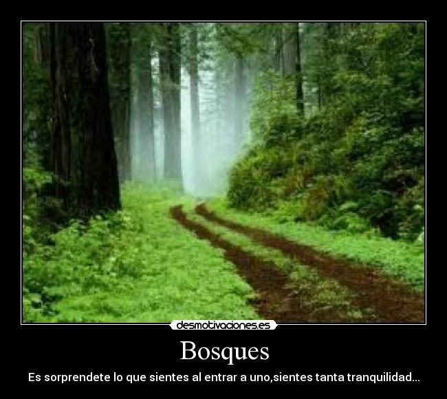Bosques - Es sorprendete lo que sientes al entrar a uno,sientes tanta tranquilidad...
