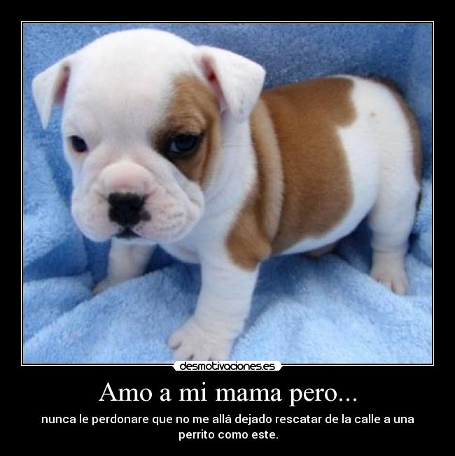 Amo a mi mama pero... - nunca le perdonare que no me allá dejado rescatar de la calle a una perrito como este.