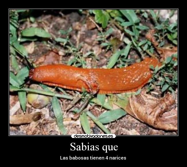 Sabias que - 