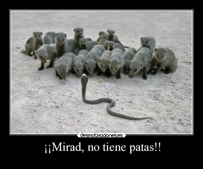 ¡¡Mirad, no tiene patas!! - 