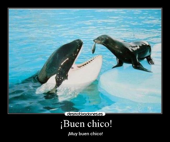 ¡Buen chico! - ¡Muy buen chico!