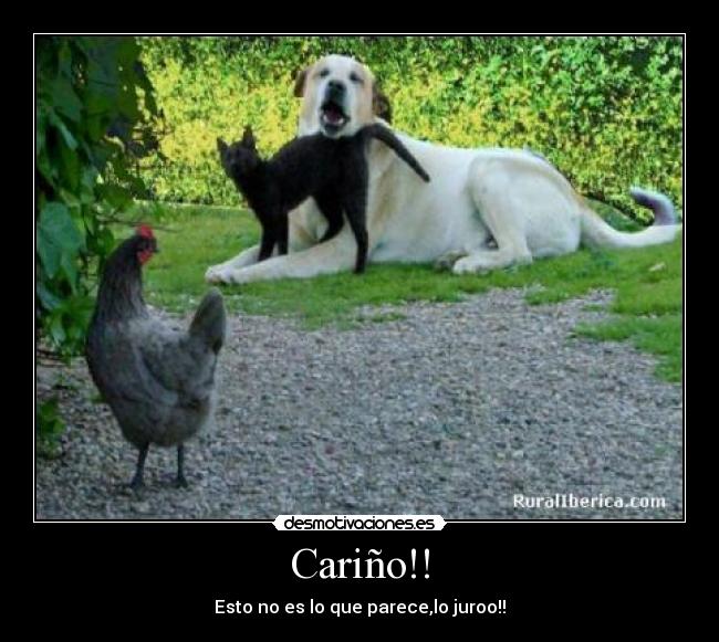 Cariño!! -