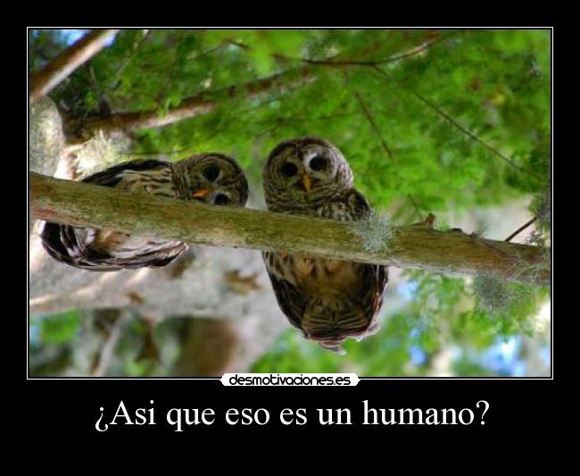 ¿Asi que eso es un humano? - 