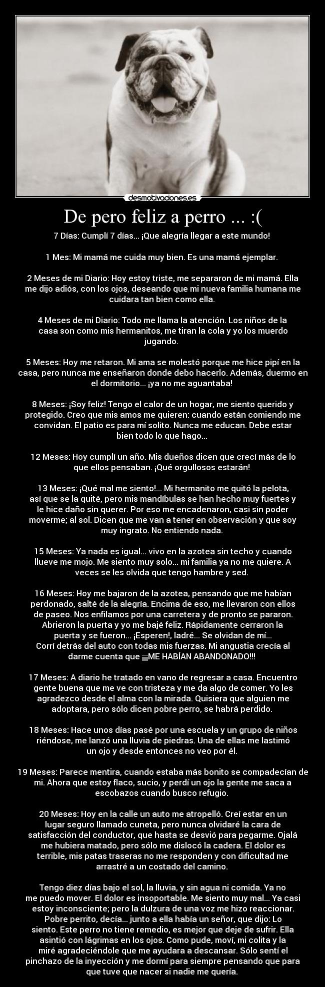 De pero feliz a perro ... :( - 7 Días: Cumplí 7 días... ¡Que alegría llegar a este mundo! 

1 Mes: Mi mamá me cuida muy bien. Es una mamá ejemplar. 

2 Meses de mi Diario: Hoy estoy triste, me separaron de mi mamá. Ella
me dijo adiós, con los ojos, deseando que mi nueva familia humana me
cuidara tan bien como ella. 

4 Meses de mi Diario: Todo me llama la atención. Los niños de la
casa son como mis hermanitos, me tiran la cola y yo los muerdo
jugando. 

5 Meses: Hoy me retaron. Mi ama se molestó porque me hice pipí en la
casa, pero nunca me enseñaron donde debo hacerlo. Además, duermo en
el dormitorio... ¡ya no me aguantaba! 

8 Meses: ¡Soy feliz! Tengo el calor de un hogar, me siento querido y
protegido. Creo que mis amos me quieren: cuando están comiendo me
convidan. El patio es para mí solito. Nunca me educan. Debe estar
bien todo lo que hago... 

12 Meses: Hoy cumplí un año. Mis dueños dicen que crecí más de lo
que ellos pensaban. ¡Qué orgullosos estarán! 

13 Meses: ¡Qué mal me siento!... Mi hermanito me quitó la pelota,
así que se la quité, pero mis mandíbulas se han hecho muy fuertes y
le hice daño sin querer. Por eso me encadenaron, casi sin poder
moverme; al sol. Dicen que me van a tener en observación y que soy
muy ingrato. No entiendo nada. 

15 Meses: Ya nada es igual... vivo en la azotea sin techo y cuando
llueve me mojo. Me siento muy solo... mi familia ya no me quiere. A
veces se les olvida que tengo hambre y sed. 

16 Meses: Hoy me bajaron de la azotea, pensando que me habían
perdonado, salté de la alegría. Encima de eso, me llevaron con ellos
de paseo. Nos enfilamos por una carretera y de pronto se pararon.
Abrieron la puerta y yo me bajé feliz. Rápidamente cerraron la
puerta y se fueron... ¡Esperen!, ladré... Se olvidan de mí...
Corrí detrás del auto con todas mis fuerzas. Mi angustia crecía al
darme cuenta que ¡¡¡ME HABÍAN ABANDONADO!!! 

17 Meses: A diario he tratado en vano de regresar a casa. Encuentro
gente buena que me ve con tristeza y me da algo de comer. Yo les
agradezco desde el alma con la mirada. Quisiera que alguien me
adoptara, pero sólo dicen pobre perro, se habrá perdido. 

18 Meses: Hace unos días pasé por una escuela y un grupo de niños
riéndose, me lanzó una lluvia de piedras. Una de ellas me lastimó
un ojo y desde entonces no veo por él. 

19 Meses: Parece mentira, cuando estaba más bonito se compadecían de
mi. Ahora que estoy flaco, sucio, y perdí un ojo la gente me saca a
escobazos cuando busco refugio. 

20 Meses: Hoy en la calle un auto me atropelló. Creí estar en un
lugar seguro llamado cuneta, pero nunca olvidaré la cara de
satisfacción del conductor, que hasta se desvió para pegarme. Ojalá
me hubiera matado, pero sólo me dislocó la cadera. El dolor es
terrible, mis patas traseras no me responden y con dificultad me
arrastré a un costado del camino. 

Tengo diez días bajo el sol, la lluvia, y sin agua ni comida. Ya no
me puedo mover. El dolor es insoportable. Me siento muy mal... Ya casi
estoy inconsciente; pero la dulzura de una voz me hizo reaccionar.
Pobre perrito, decía... junto a ella había un señor, que dijo: Lo
siento. Este perro no tiene remedio, es mejor que deje de sufrir. Ella
asintió con lágrimas en los ojos. Como pude, moví, mi colita y la
miré agradeciéndole que me ayudara a descansar. Sólo sentí el
pinchazo de la inyección y me dormí para siempre pensando que para
que tuve que nacer si nadie me quería. 