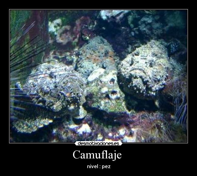 Camuflaje  - nivel : pez