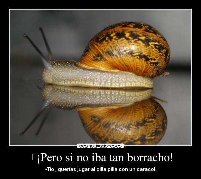 +¡Pero si no iba tan borracho! - -Tío , querías jugar al pilla pilla con un caracol.