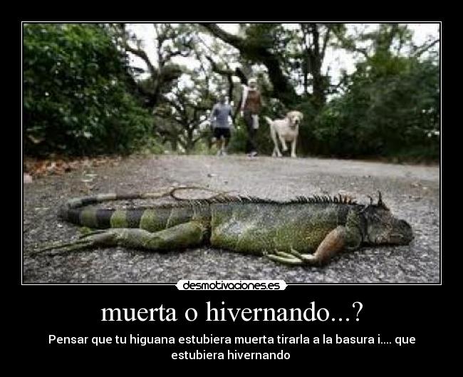 muerta o hivernando...? - Pensar que tu higuana estubiera muerta tirarla a la basura i.... que
estubiera hivernando 