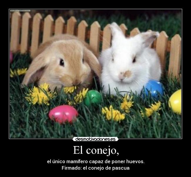 El conejo, - el único mamífero capaz de poner huevos.
Firmado: el conejo de pascua