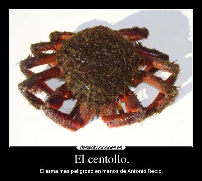 El centollo. -