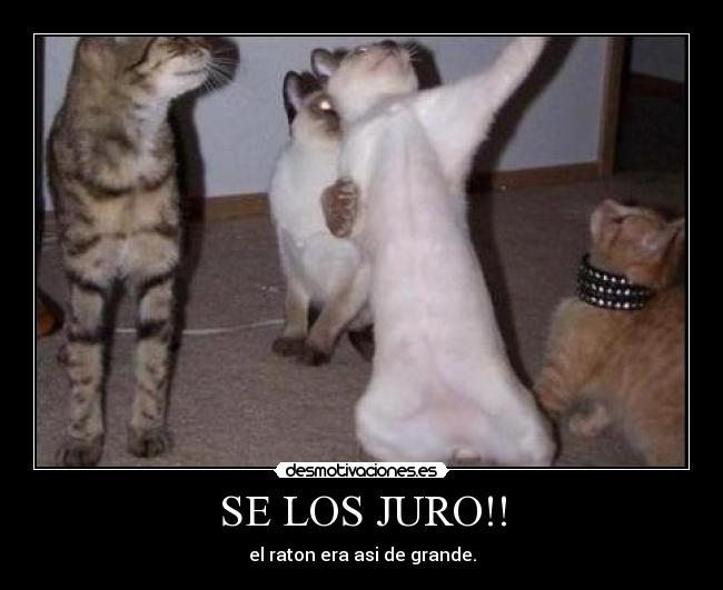 SE LOS JURO!! - el raton era asi de grande.