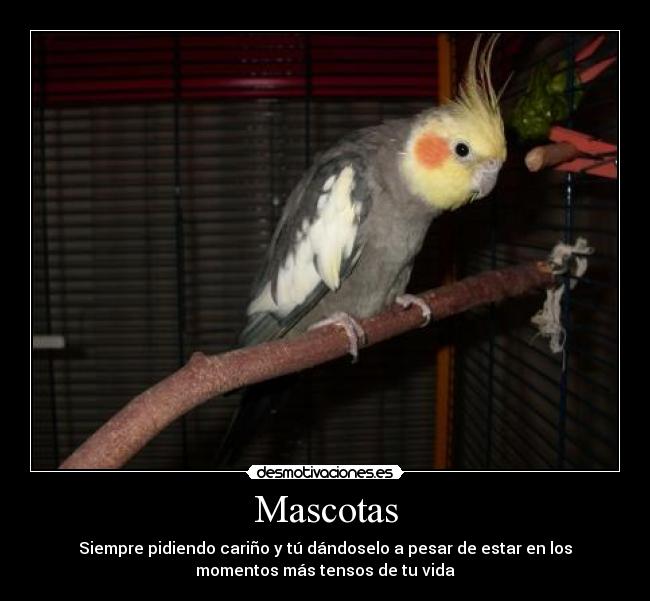 Mascotas - Siempre pidiendo cariño y tú dándoselo a pesar de estar en los
momentos más tensos de tu vida