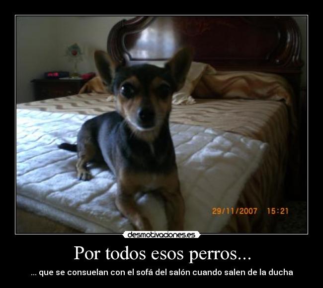 Por todos esos perros... - ... que se consuelan con el sofá del salón cuando salen de la ducha