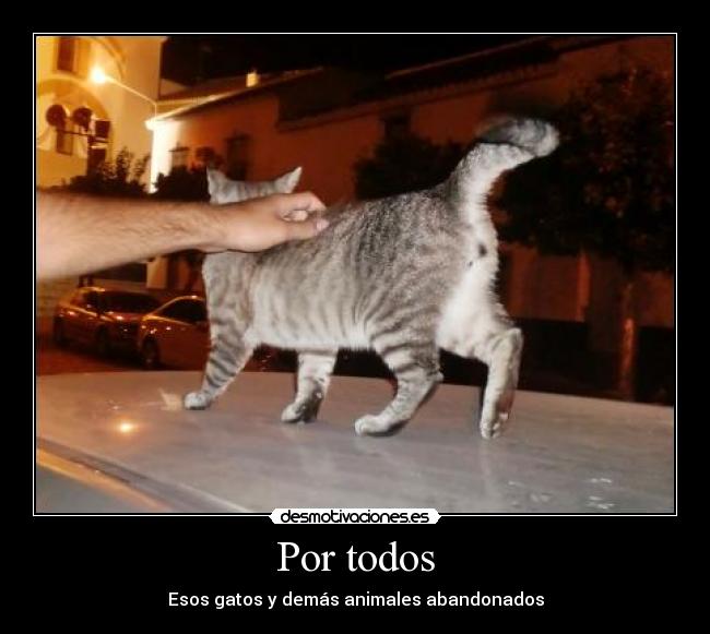 Por todos - Esos gatos y demás animales abandonados