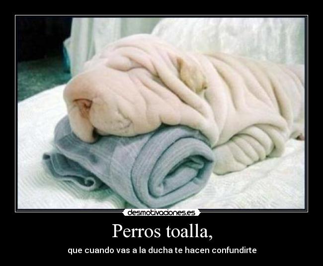 Perros toalla, - que cuando vas a la ducha te hacen confundirte