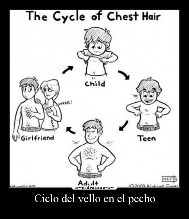 Ciclo del vello en el pecho -