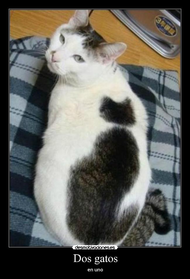 Dos gatos - en uno