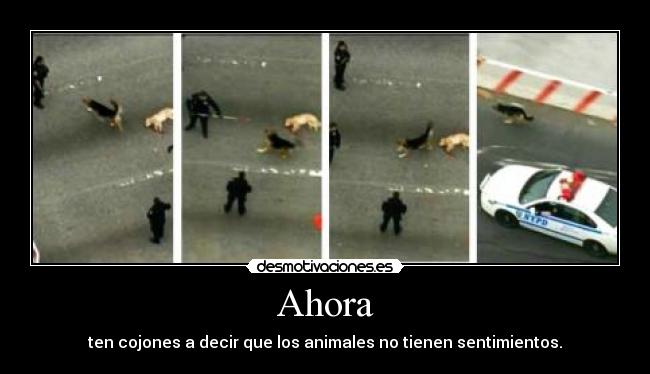 Ahora - ten cojones a decir que los animales no tienen sentimientos.