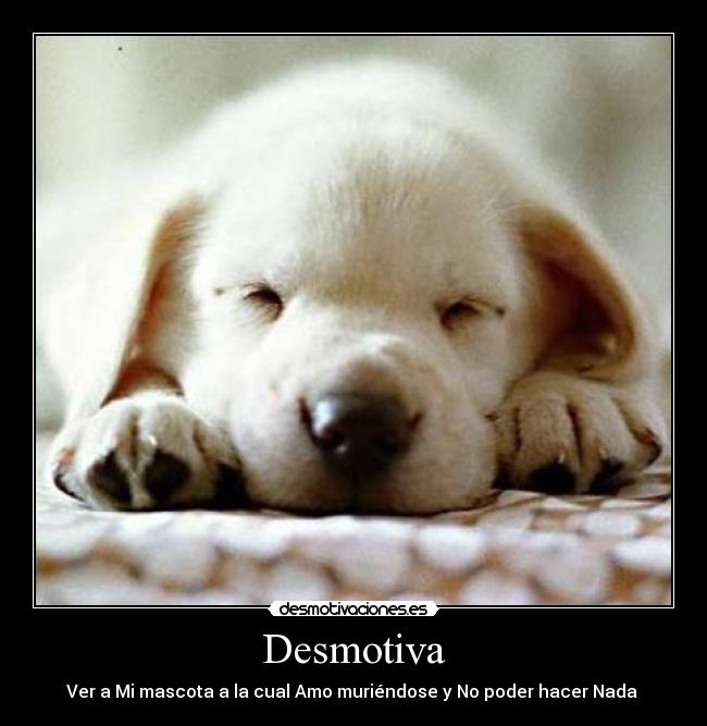 Desmotiva - Ver a Mi mascota a la cual Amo muriéndose y No poder hacer Nada 