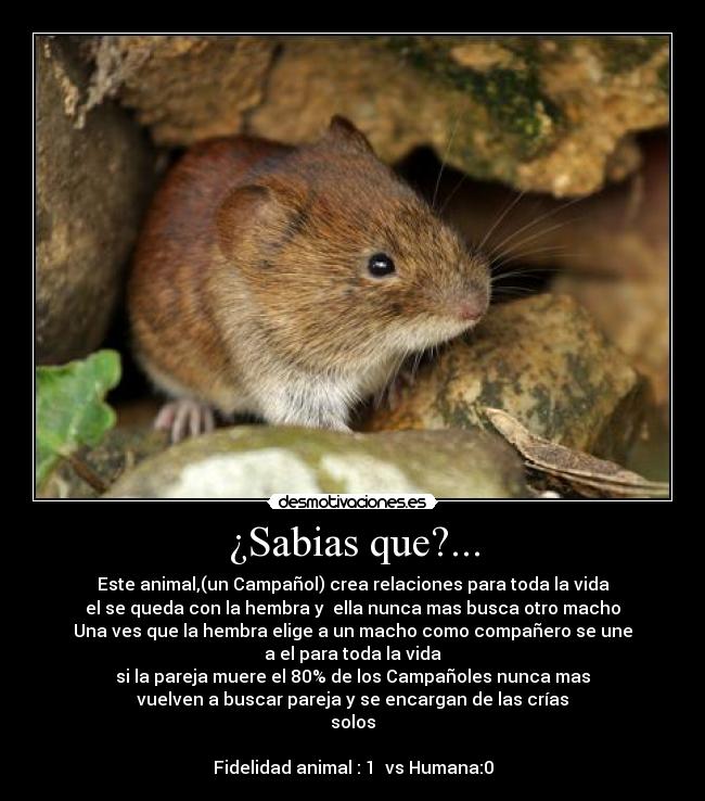 ¿Sabias que?... - Este animal,(un Campañol) crea relaciones para toda la vida
el se queda con la hembra y  ella nunca mas busca otro macho
Una ves que la hembra elige a un macho como compañero se une
a el para toda la vida
si la pareja muere el 80% de los Campañoles nunca mas
vuelven a buscar pareja y se encargan de las crías
solos

Fidelidad animal : 1  vs Humana:0
