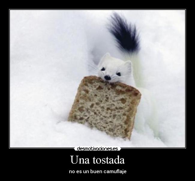 Una tostada - 