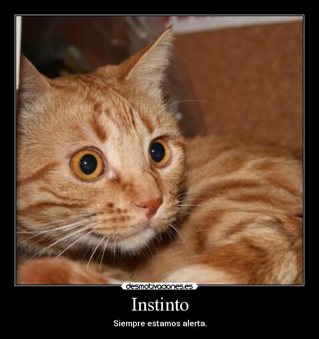 Instinto - 