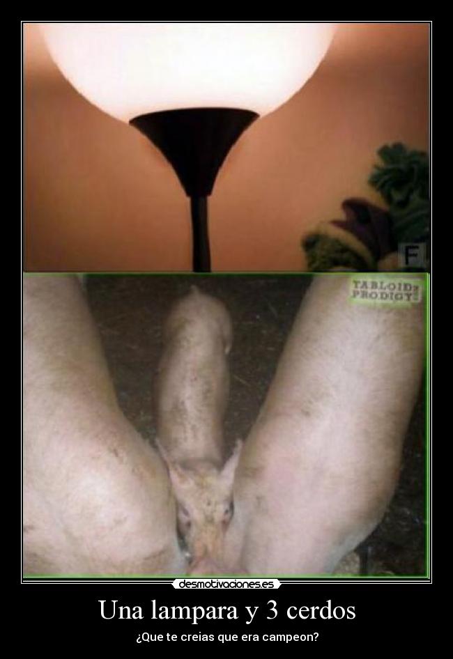 Una lampara y 3 cerdos -