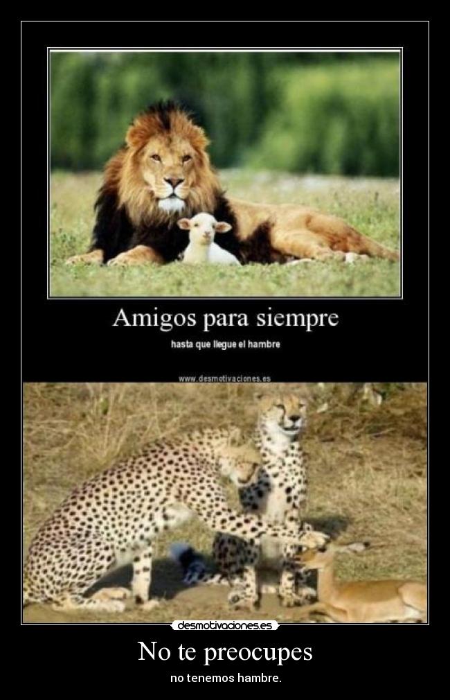 carteles animales desmotivaciones