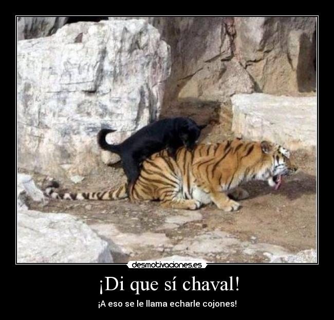 ¡Di que sí chaval! -
