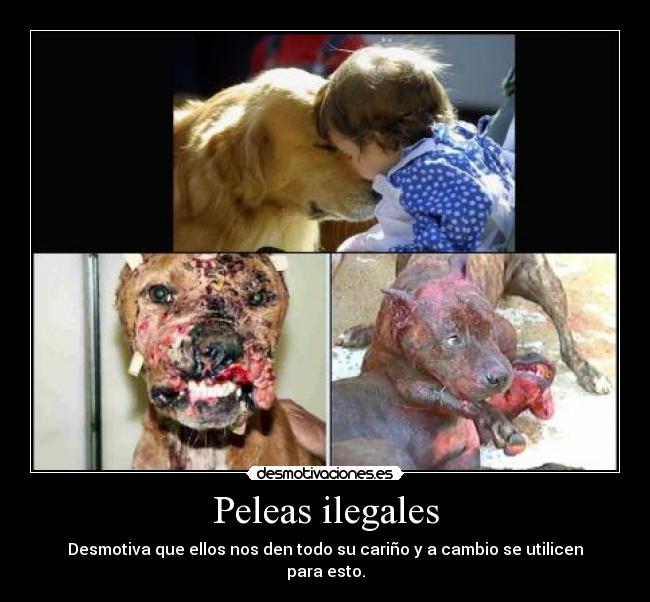 Peleas ilegales - 