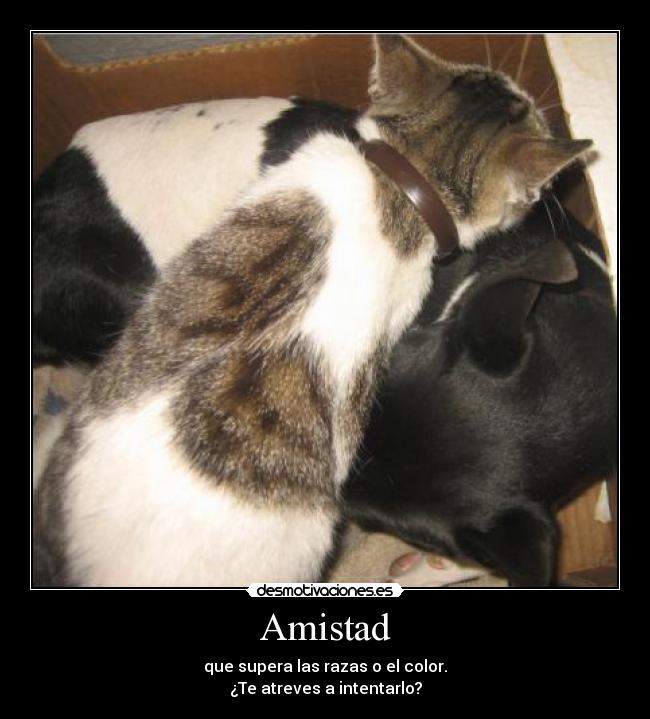 Amistad - que supera las razas o el color.
¿Te atreves a intentarlo?