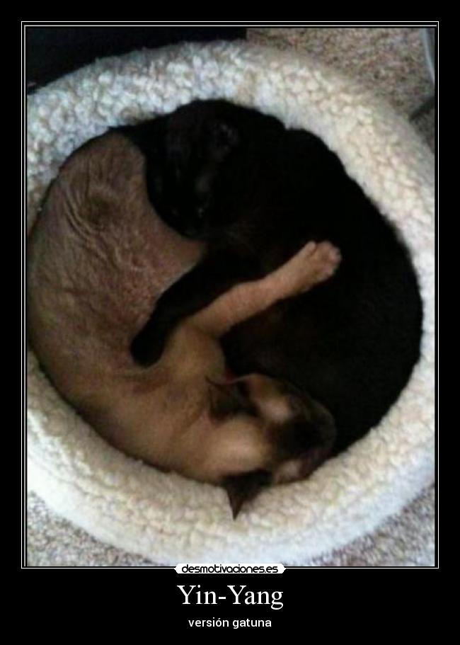 Yin-Yang - versión gatuna