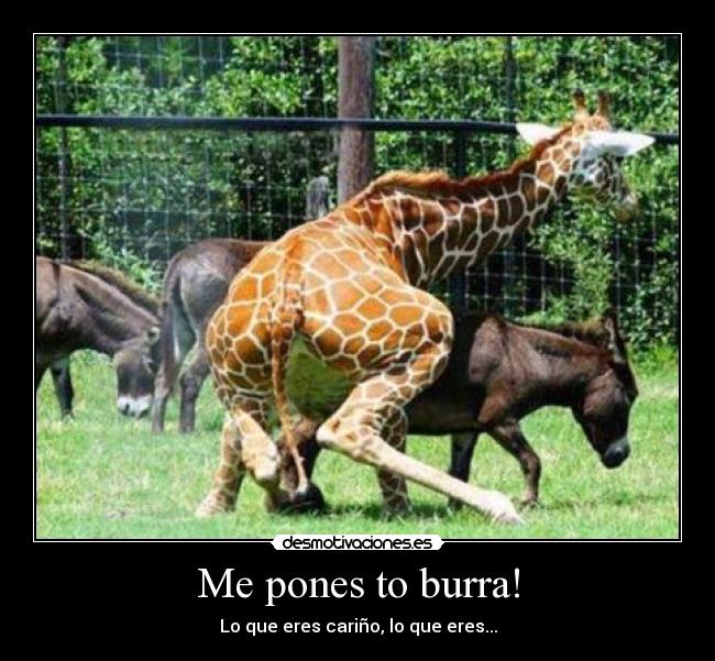 carteles jirafa-burra desmotivaciones