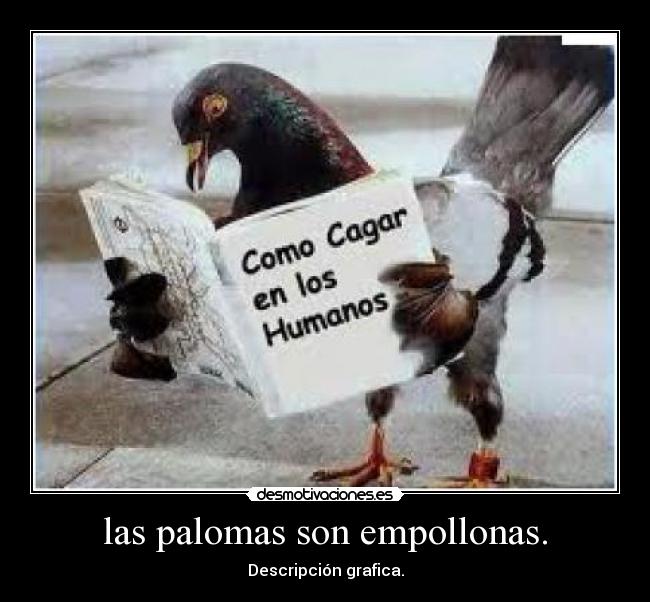 las palomas son empollonas. - Descripción grafica.